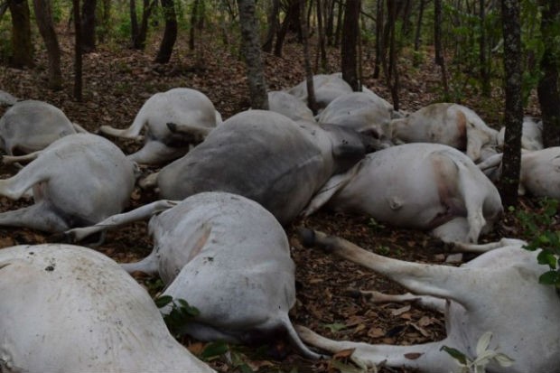 Raio mata gado - Paraíso do Tocantins (Foto: Divulgação/Surgiu.com)