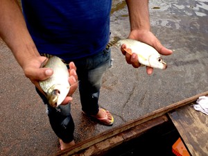 Peixes ainda vivos podem ser percados na beira do esfalto em avenida de Porto Velho. (Foto: Ana Luiza Moreira/G1)