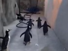 À la 'Madagascar', pinguins tentam fugir de zoológico na Dinamarca