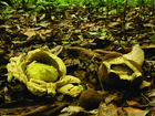 Pesquisadores da UFRN descobrem espécies de fungo na Amazônia