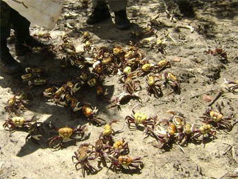 Caranguejos foram devolvidos para o mangue (Foto: Divulgação/Ibama)