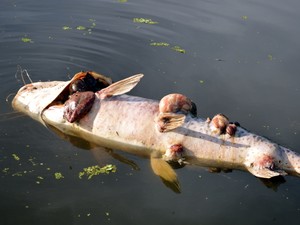 G Grupo Registra Mortandade De Peixes No Rio Piracicaba Pr Ximo A