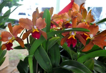 Quase mil espécies de orquídeas estarão disponíveis em festival. (Foto: Divulgação)