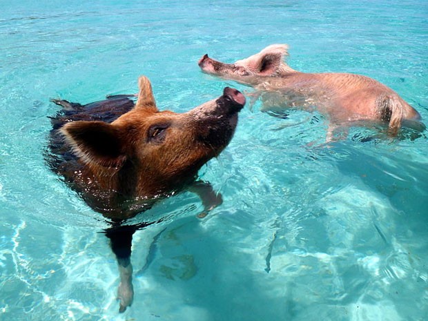Ilha dos Porcos, nas Bahamas, em que porcos nadam em meio a turistas (Foto:  Christopher Dorobek/Creative Commons)
