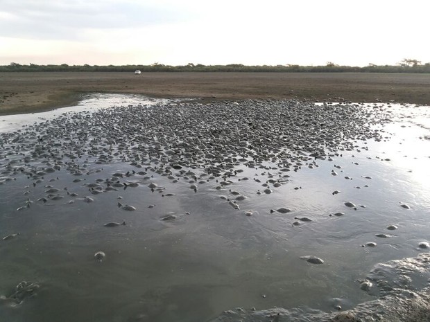 Milhares de tartarugas se refugiam na lama do fundo do Lagoão, em Formoso do Araguaia (TO) (Foto: Luciano Sbrioglia / Acervo pessoal)