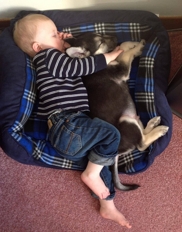 Beb e cozinho dormem abraados em cama canina e viram hit na web (Foto: Reproduo/Reddit/Globallinkg)