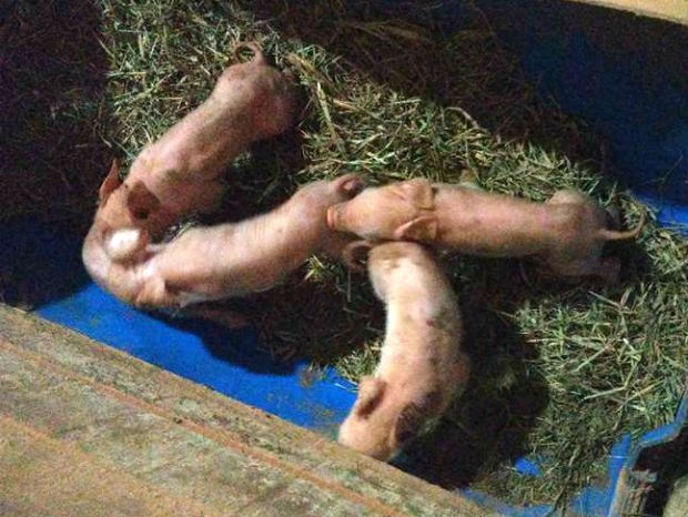 Nasce primeira cria de filhotes dos porcos resgatados no Rodoanel (Foto: Arquivo pessoal / Cintia Frattini)