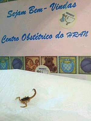 Escorpião encontrado em centro obstétrico de Hospital Regional da Asa Norte, em Brasília (Foto: TV Globo/Reprodução)
