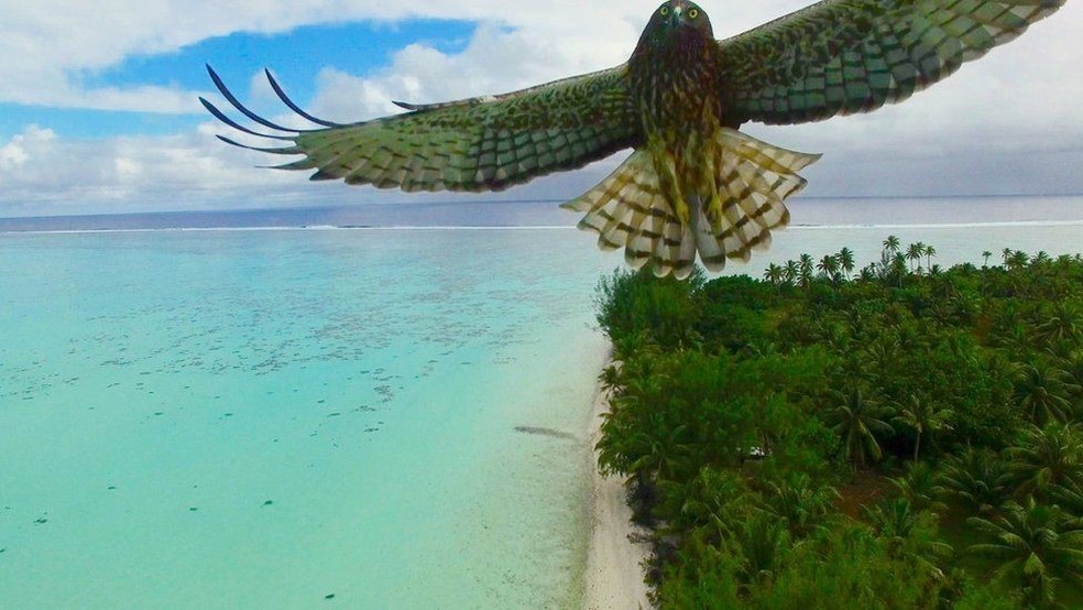 De repente, um pássaro passa voando à meia altura bem de frente para o drone sobre o paraíso das praias da Polinésia Francesa. (Foto: Actua Drone)