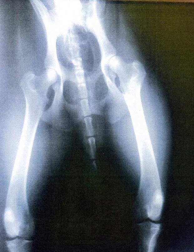 Radiografia de cachorro foi apresentada ao médico, que não percebeu que havia uma cauda e aceitou como sendo o exame do paciente (Foto: AP)