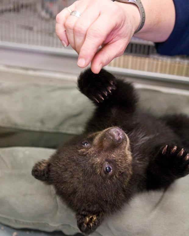 A cuidadora Michelle Shireman interage com o filhote de urso enquanto ele permanence em quarentena no zoológico de Oregon. (Foto: AP Photo/Carli Davidson/Oregon Zoo)
