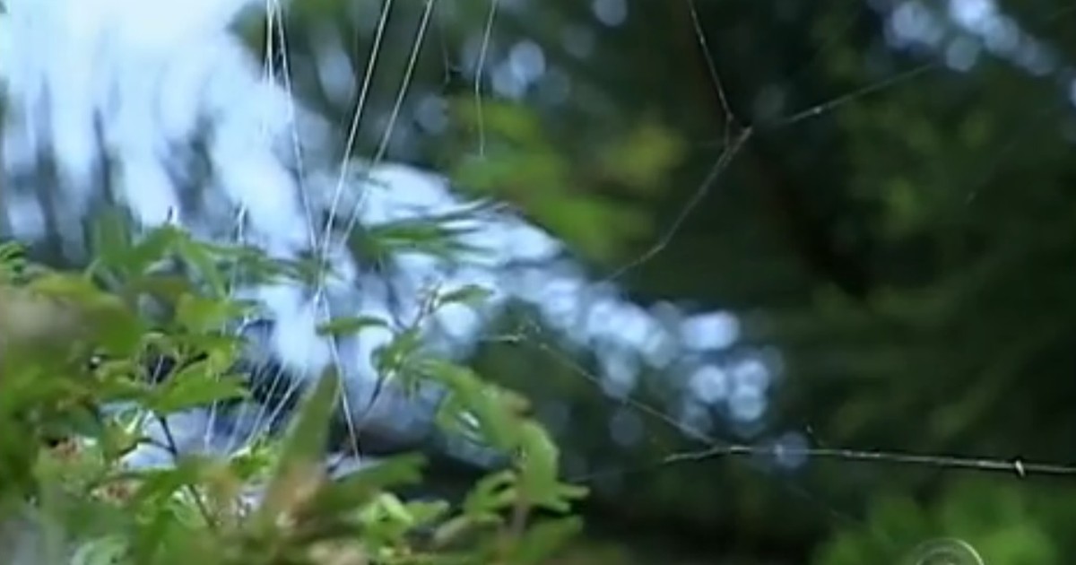 Infestação de aranhas continua em bairro de São Manuel - Globo.com