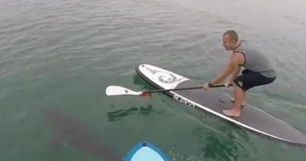 Dupla praticava stand up paddle na Califrnia (Foto: Reproduo/YouTube/Courtney Hemerick)