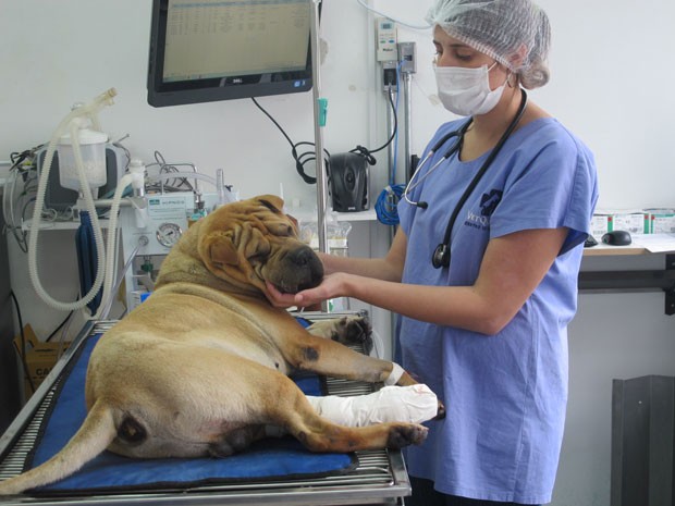 Cachorro passa por cirurgia ortopédica em hospital veterinário público no Tatuapé, na Zona Leste (Foto: Tatiana Santiago/ G1)