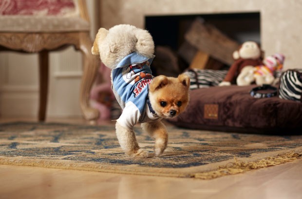 cão chamado Jiff entrou para o Guinness ao conseguir correr com duas patas (Foto: Kevin Scott Ramos/Guinness World Records/AP Photo)