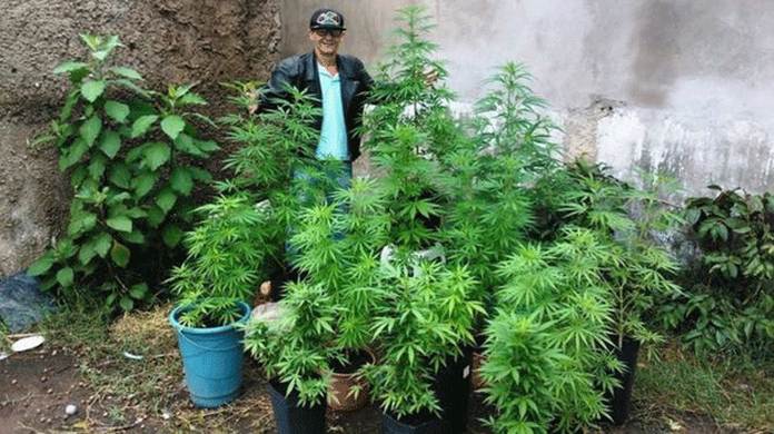 Como Um Canal Do Youtube Levou A Policia A Investigar 1 2 Mil Brasileiros Por Trafico De Maconha Tecnologia E Games G1