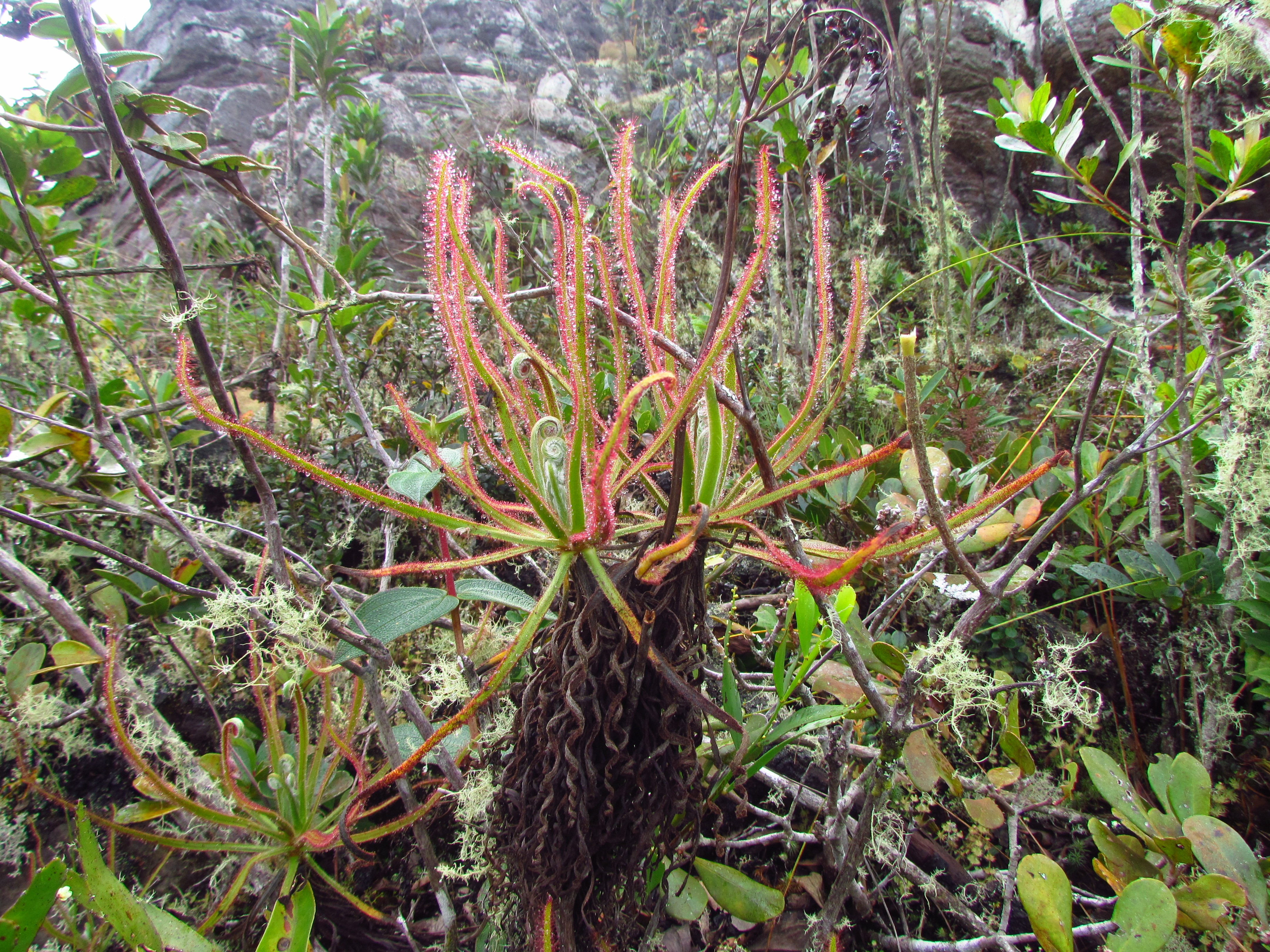 A Drosera magnífica em seu habitat natural, em Minas Gerais (Foto: Paulo Gonella)