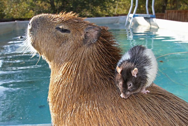 Vida em Miniatura: A capivara insistente