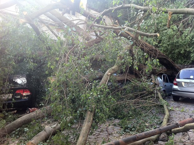 Três carros foram atingidos por árvore da Rua General Correia Lima (Foto: Cristiane Cardoso/ G1)