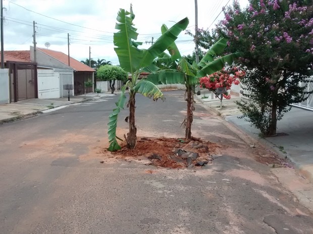 Bananeiras foram plantadas em buraco feito há um mês em aslfato (Foto: Vartan Niobeth Brito/ VC no G1)