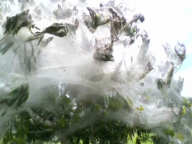 As aranhas que fizeram as teias são pequenas e em grande quantidade (Foto: Fábio Matias/Pimenta Virtual)