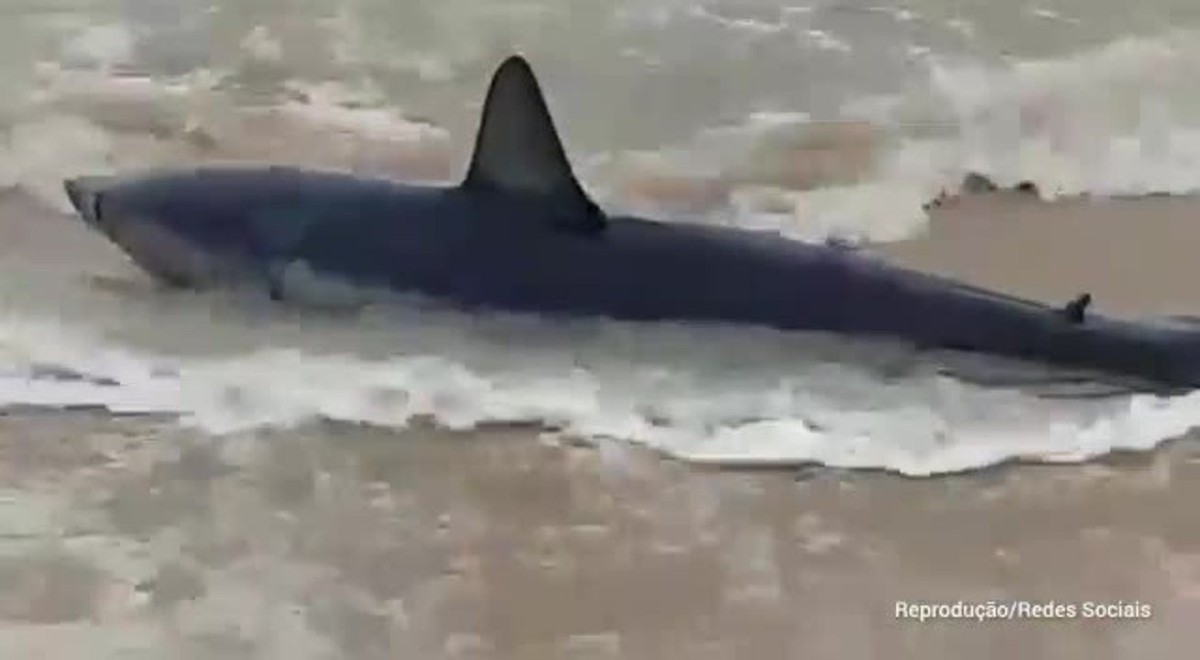 Tubar O Bastante Agressivo E Mais Veloz Do Mundo Aparece Em Praia De