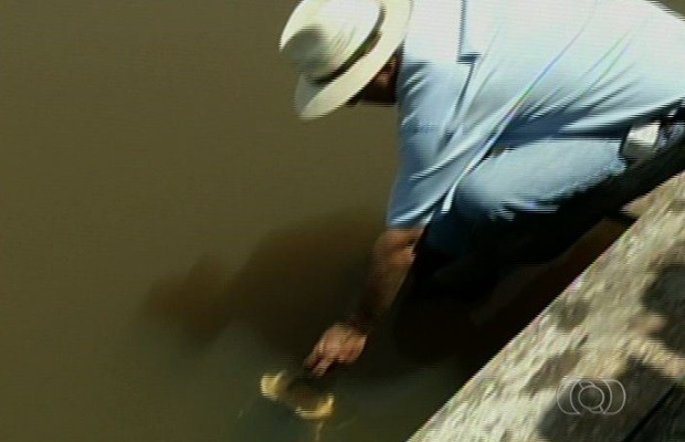 Psicultor dá comida na boca para os Pirarucus que cria em fazenda de Uirapuru, Goiás (Foto: Reprodução/TV Anhanguera)