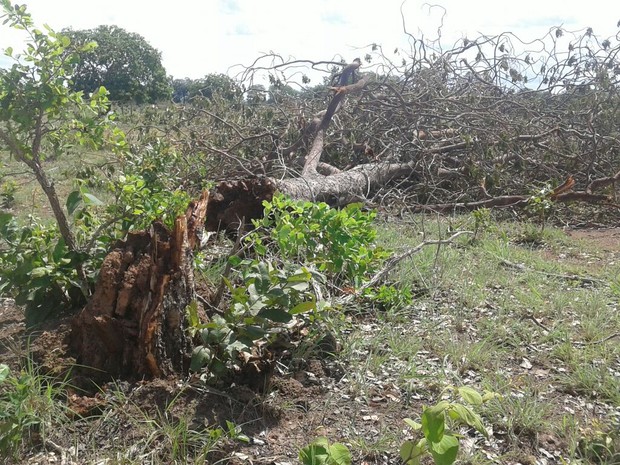 Vento forte arranca árvores em fazendas, na zona rural de Talismã (Foto: Divulgação)