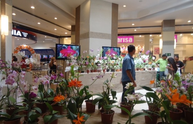 Feira de orquídeas, Goiânia, Goiás (Foto: Divulgação)