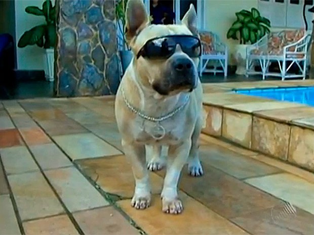 Cachorro (Foto: Reprodução/TV Santa Cruz)