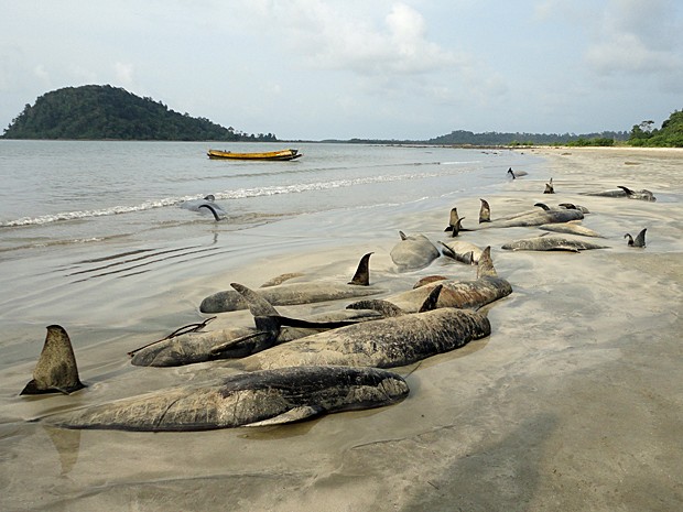 Baleias encalhadas  (Foto: Departamento de Meio Ambiente das Ilhas Andaman e Nicobar/AFP)