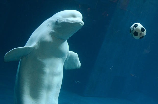 Baleias-branca jogaram futebol no aquário de Pequim. (Foto: Mark Ralston/AFP)
