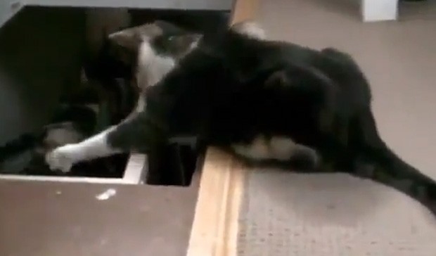 Em outro clipe, bichano é flagrado empurrando outro gato escada abaixo (Foto: Reprodução)