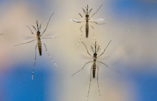 Inaugurada 1ª fábrica de mosquito da dengue transgênico