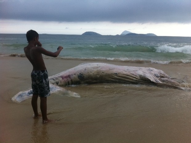 Banhistas tiram fotos e reclamam de mau cheiro de baleia encalhada na Praia de Ipanema (Foto: Guilherme Brito/G1)
