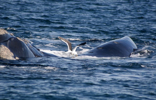 Estudos preliminares indicam que baleias morrem por infecção provocada pelas feridas deixadas pelas aves (Foto: Marcelo Bertellotti)