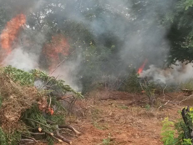 Toda a maconh encontrada foi incinerada (Foto: Divulgação / Polícia Federal)