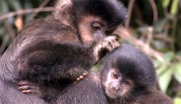 Macacos são fofos.