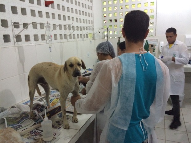 Cães que sobreviveram ao envenenamento passam por cuidados médicos (Foto: Michelle Farias/G1)