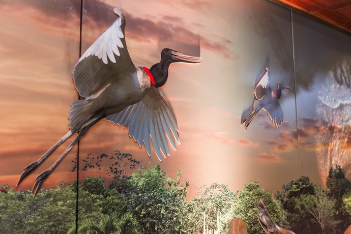Os tuiuiús, aves símbolos do Pantanal, reinaram nas paredes (Foto: Artur Meninea/Gshow)