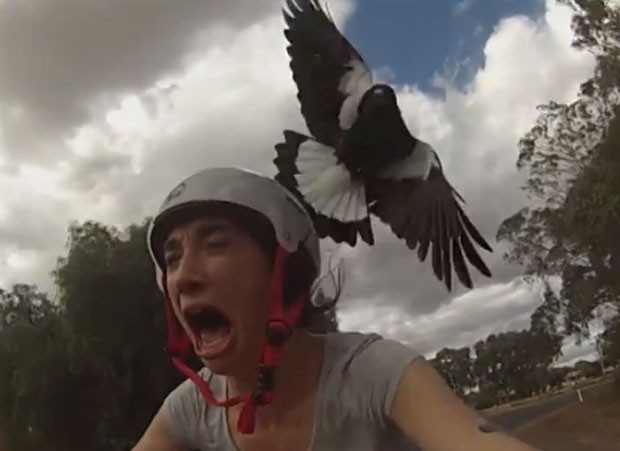 ciclista Terry Nicholson ficou apavorada ao ser atacada por pássaro (Foto: Reprodução/YouTube/Michael Billings)