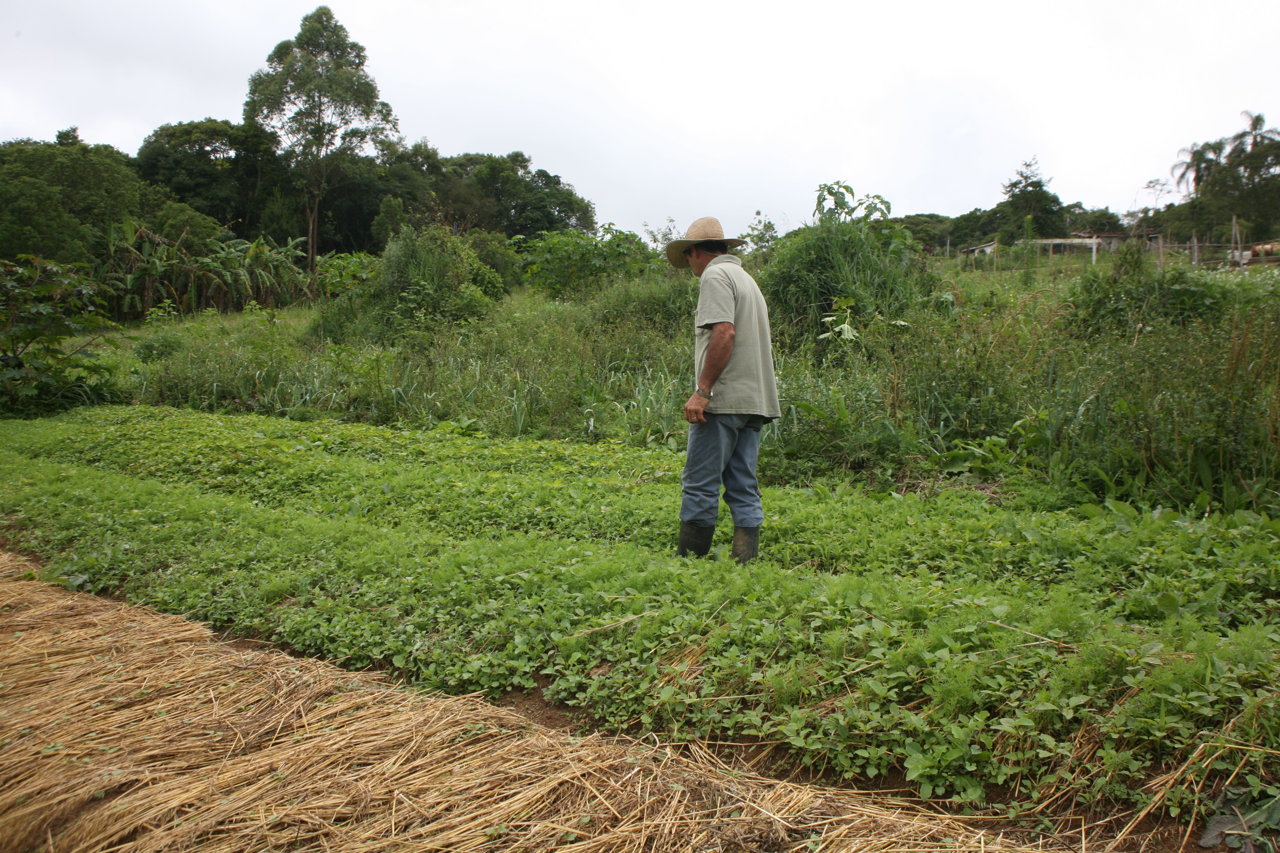 Agricultura familiar (Foto: Manoel Marques/arquivo Editora Globo)