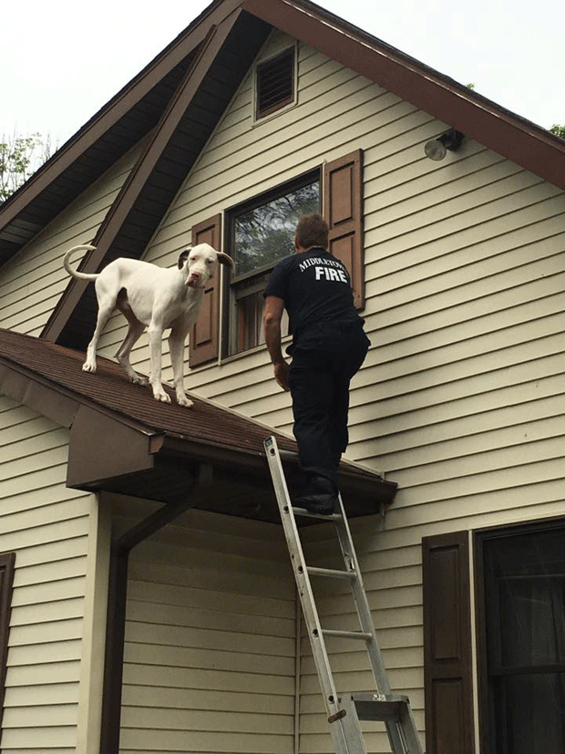 Bombeiros resgatam cão que subiu sozinho no telhado de casa nos EUA (Foto: City of Middletown Professional Firefighters /Facebook)