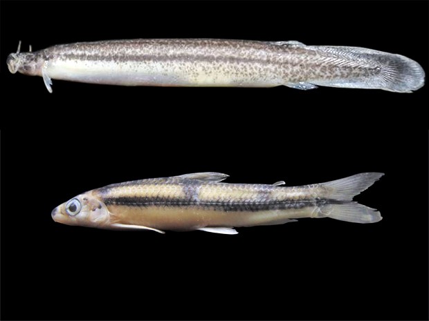 Peixe 'cambeva' (acima) e peixe-charuto (abaixo) também forma encontrados na região (Foto: Divulgação/Assecom Unisanta)