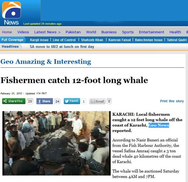 Pescador captura baleia de 12 metros e três tonaladas no Paquistão (Foto: Reprodução/Geo News)