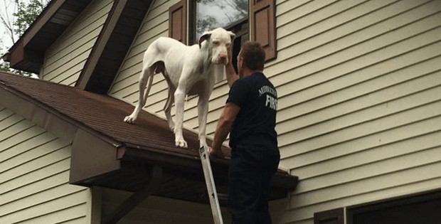 Bombeiros resgatam cão que subiu sozinho no telhado de casa nos EUA (Foto: City of Middletown Professional Firefighters /Facebook)