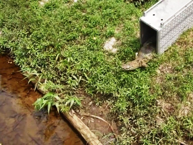 Animal foi solto em rio de Itanhaém (Foto: Reprodução / TV Tribuna)