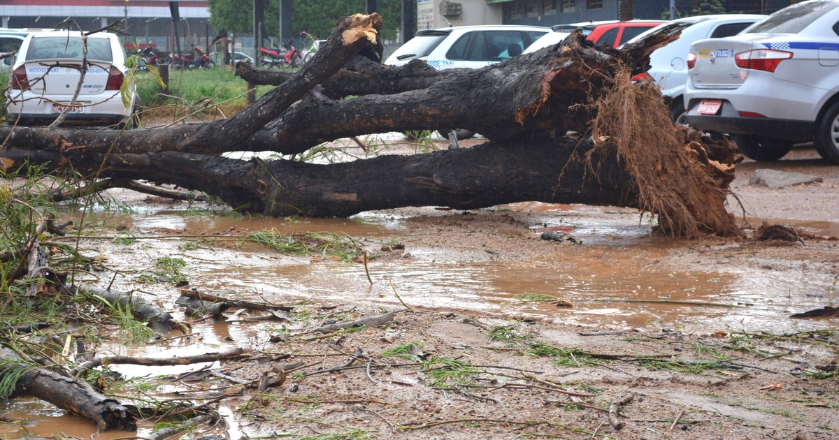 G1 Chuva e ventos fortes derrubam árvores e placas em Ariquemes RO