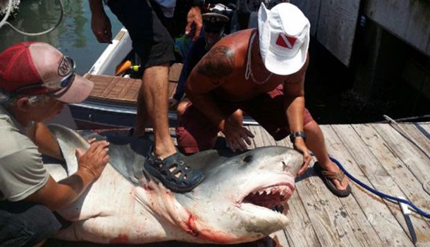 Pescador Ryan Spring disse que lutou contra o tubarão por mais de oito horas  (Foto: AP Photo/Ryan Spring/The San Antonio Express-News)