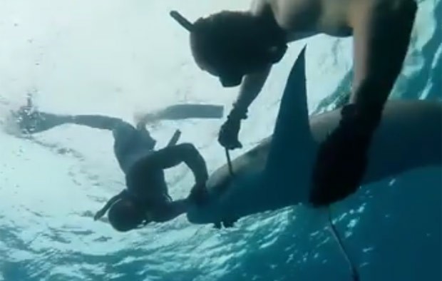 Dupla foi filmada na costa da Flórida ajudando o tubarão de quase 2 metros (Foto: Reprodução/Facebook/Chris Cameron)
